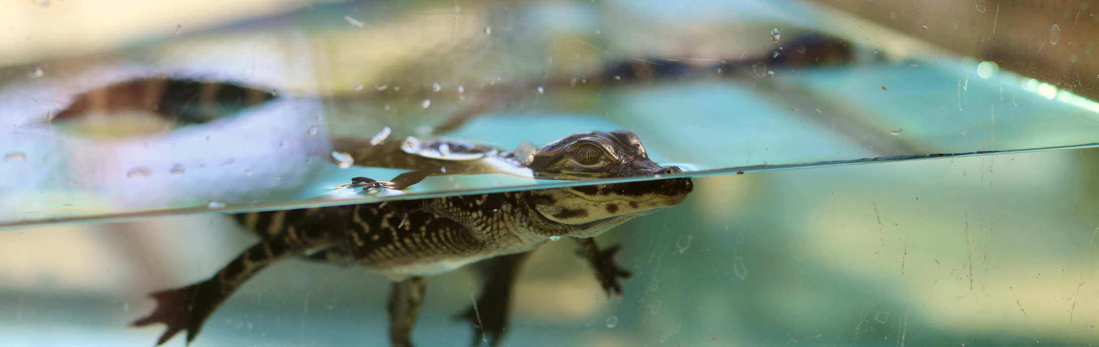 Baby Alligators Hatch & Go For First Swim