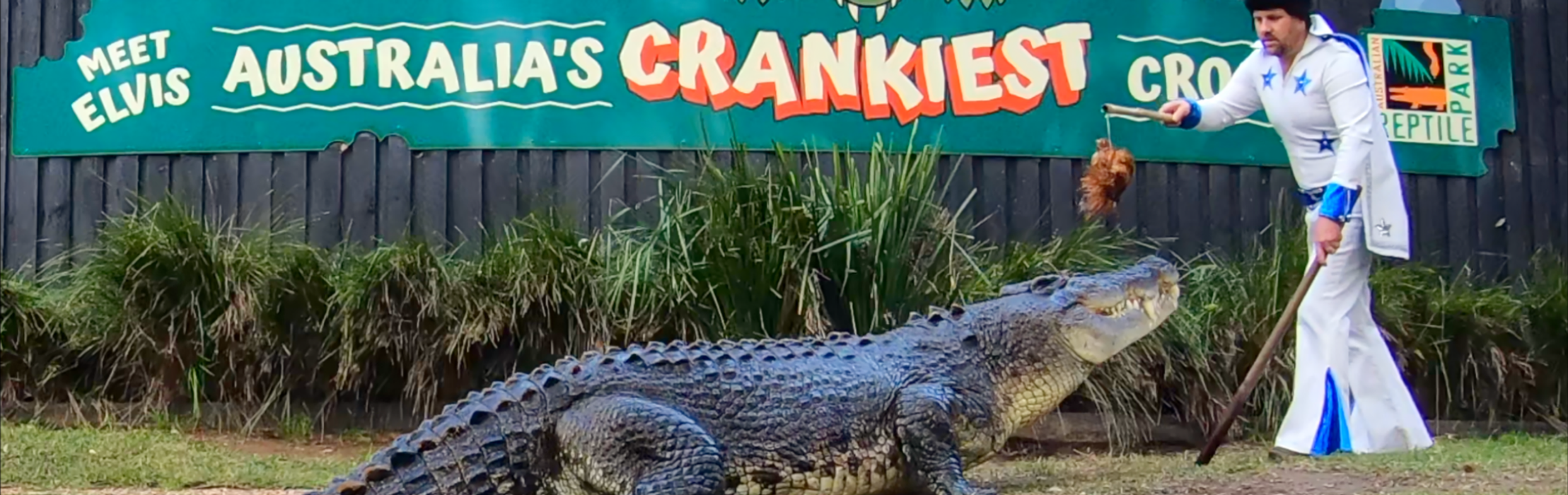 King of Rock 'n' Roll 'Elvis' Feeds Elvis the Crocodile