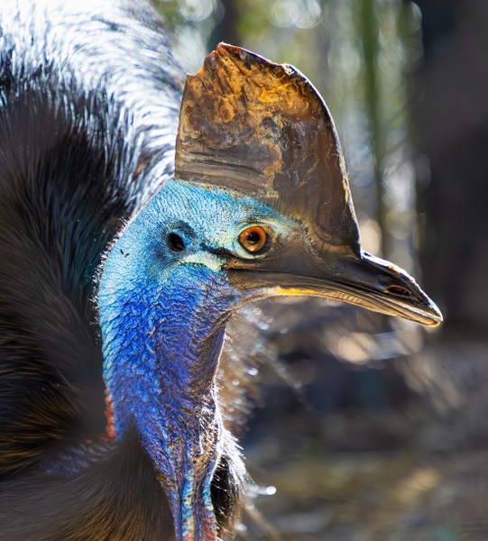 Cooper the Cassowary