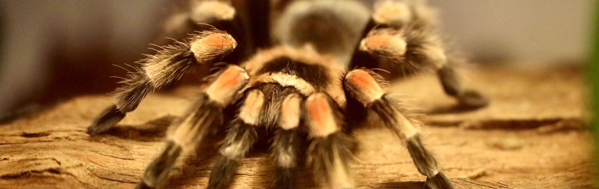 Australian Reptile Park Mexican Redknee Tarantula