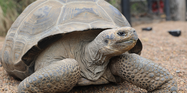 Estrella Galapagos Tortoise