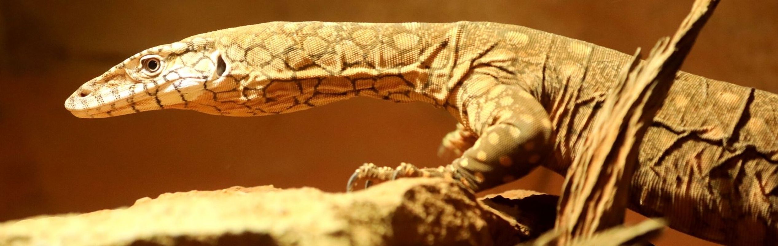 Australian Reptile Park Perentie