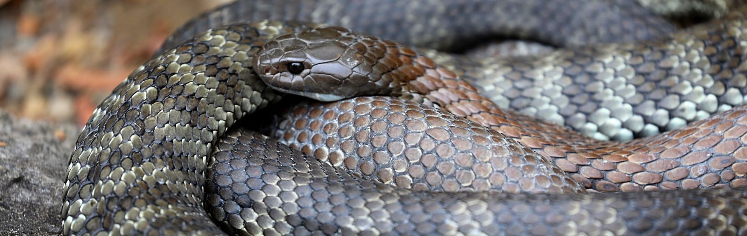 Australian Reptile Park Mainland Tiger Snake