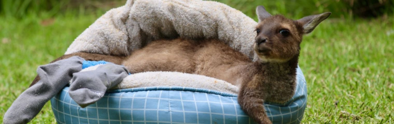 Kangaroo Joey Has to Wear Socks for Toe-Sucking Habit!