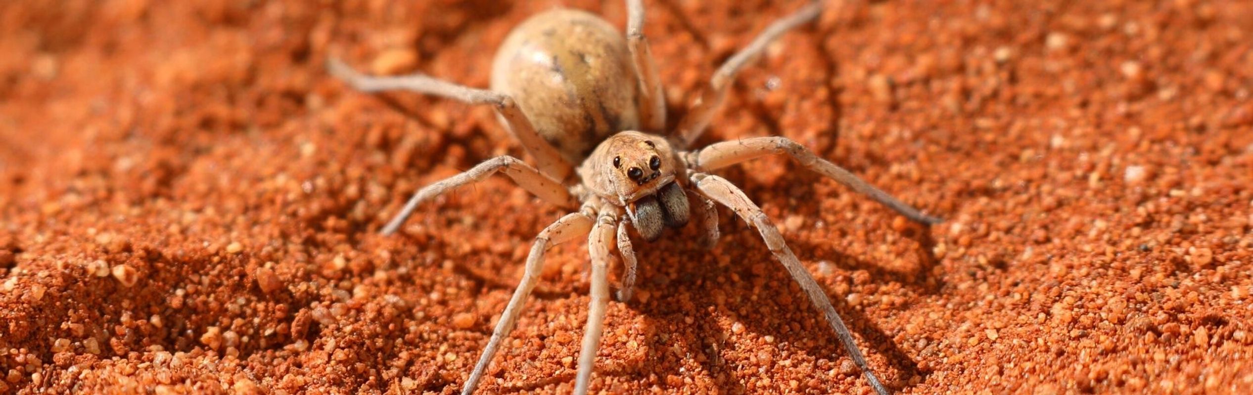 Australian Reptile Park Wolf Spider