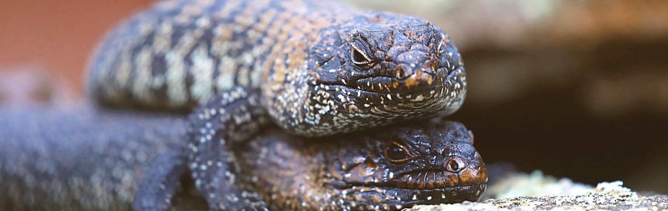 Cunningham’s Skink