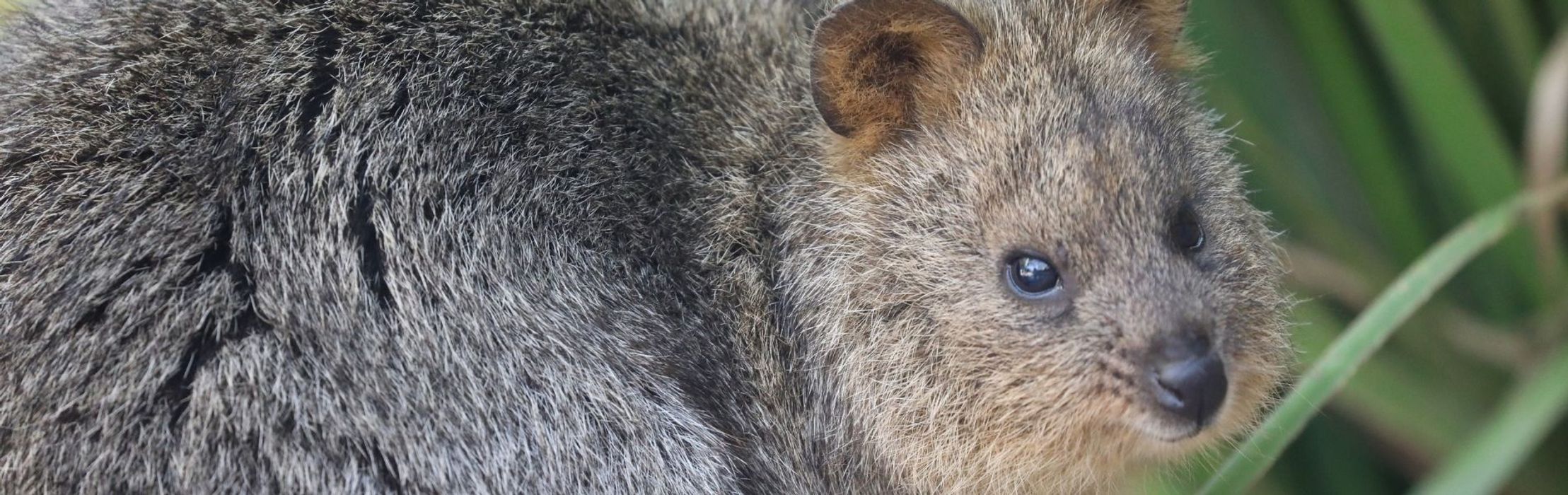 Clover the Quokka Arrives at the Australian Reptile Park