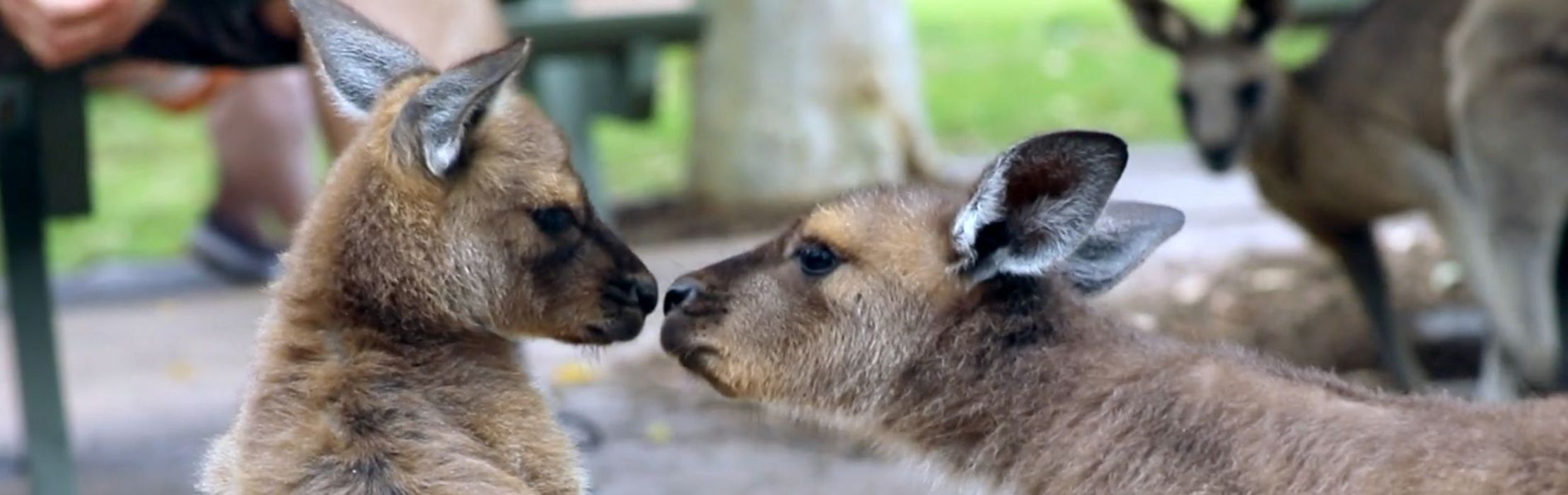 Kangaroo joeys become inseparable best friends!