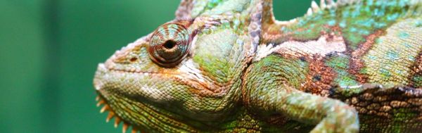 Animal Features, Classification and Survival