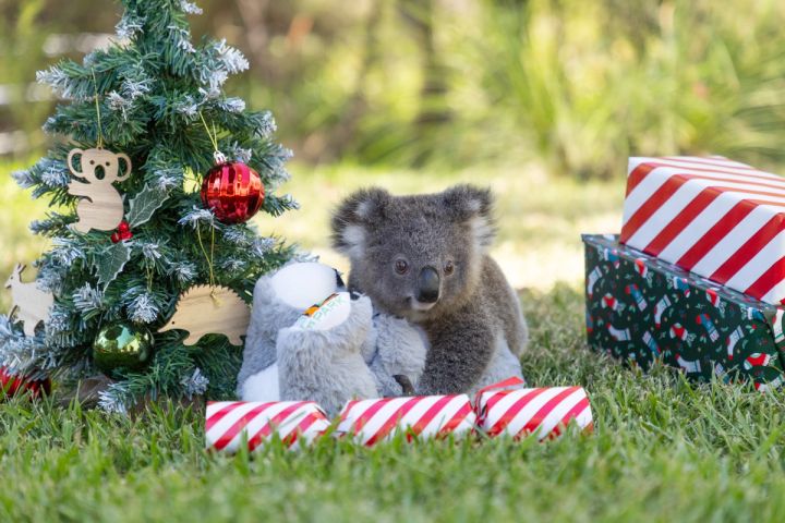 ADORABLE BABY ANIMALS CELEBRATE FIRST CHRISTMAS