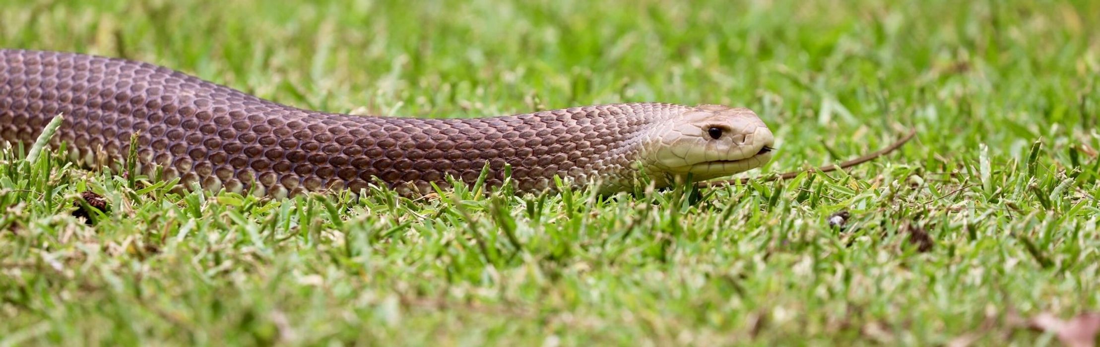 King Brown Snake (Mulga)