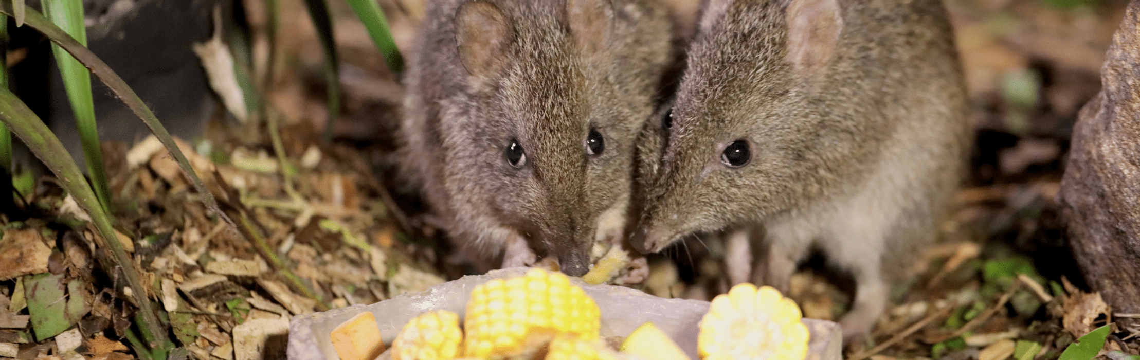 Rare Long-Nosed Potoroos Arrive for Conservation Month