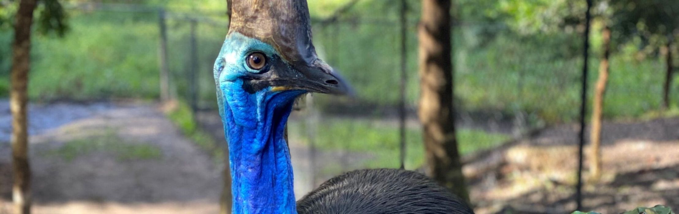 Southern Cassowary