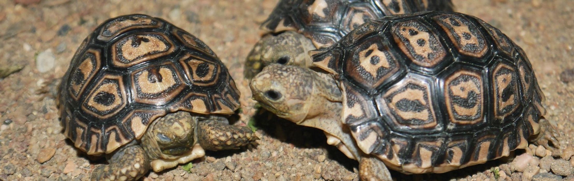 Leopard Tortoise