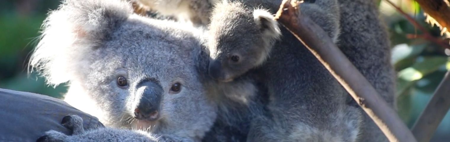 Elsa the Koala Meets Little Sister Anna at Australian Reptile Park