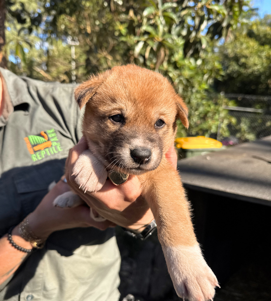 Lucky the dingo puppy