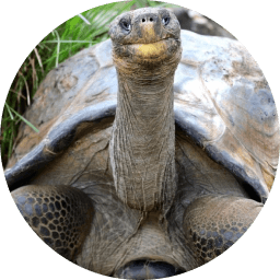 Galapagos tortoise