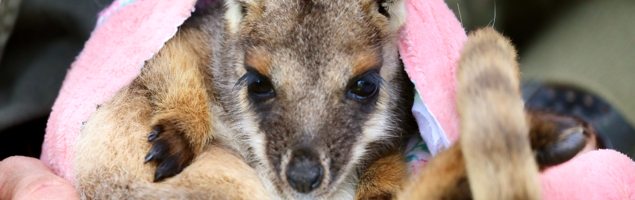 Orphaned Joey Gets Second Chance At Life