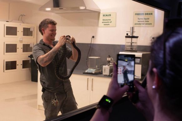 Snake Milking on Display Inside at the Weigel Venom Centre at the Australian Reptile Park