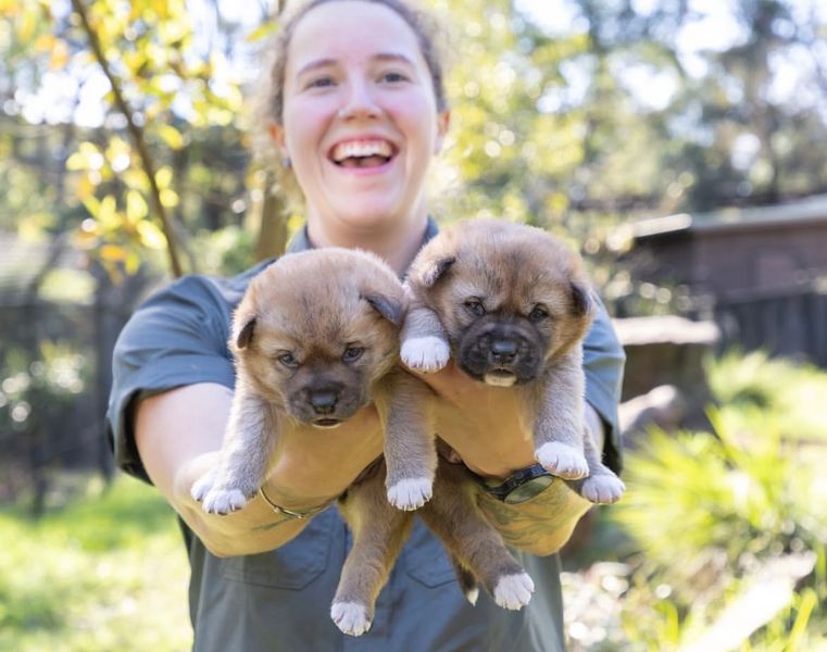two dingo puppies being held by a zookeeper