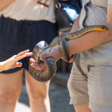 Roving snake