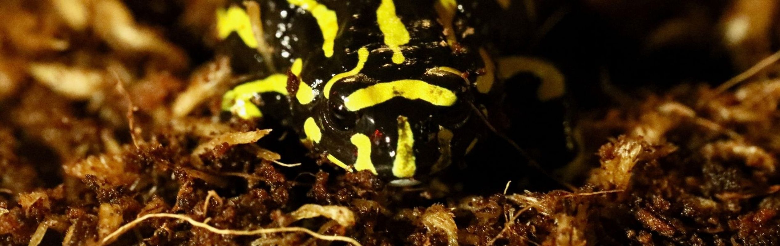 Australian Reptile Park Northern Corroboree Frog