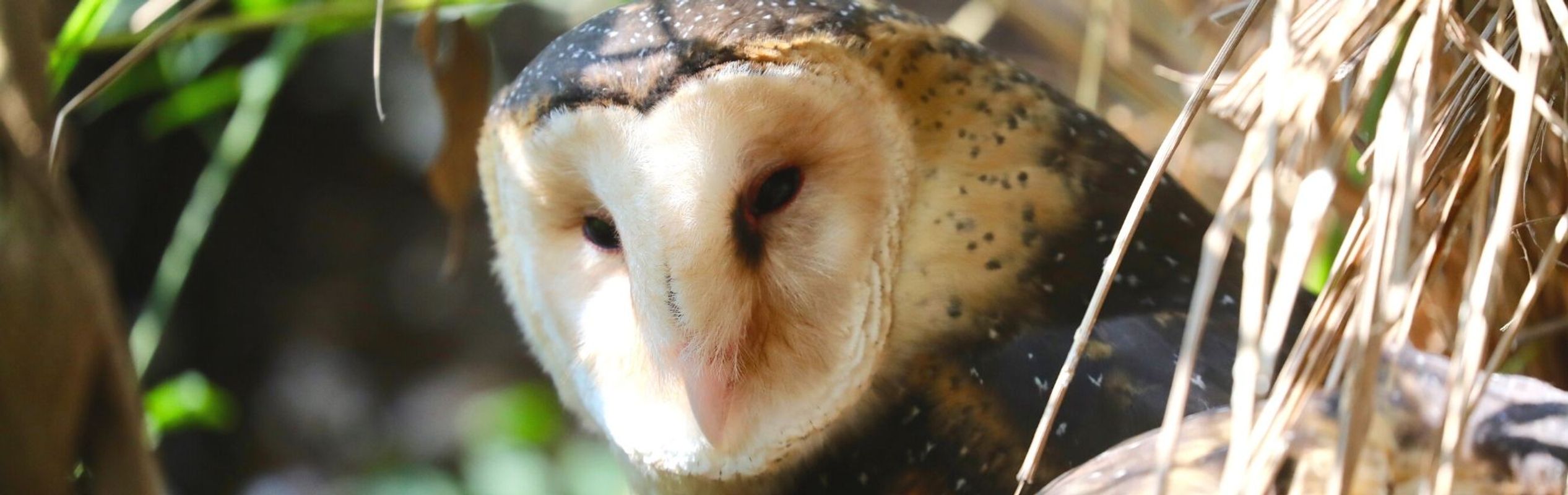 Australian Reptile Park Eastern Grass Owl