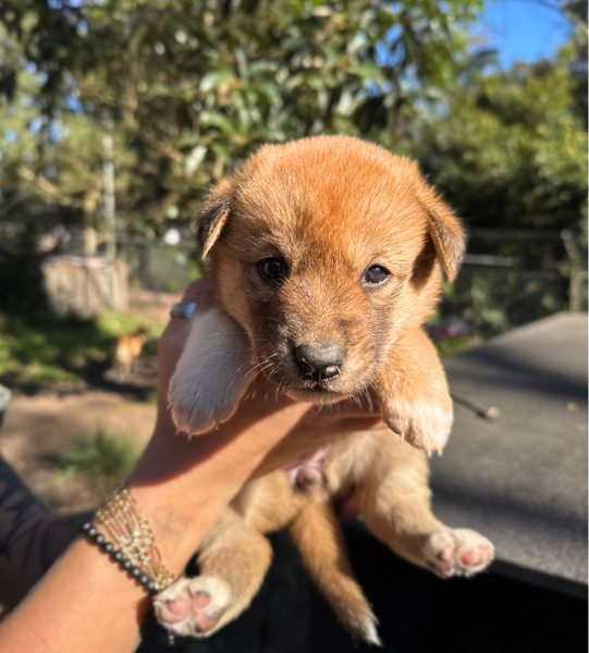 Indy the dingo puppy