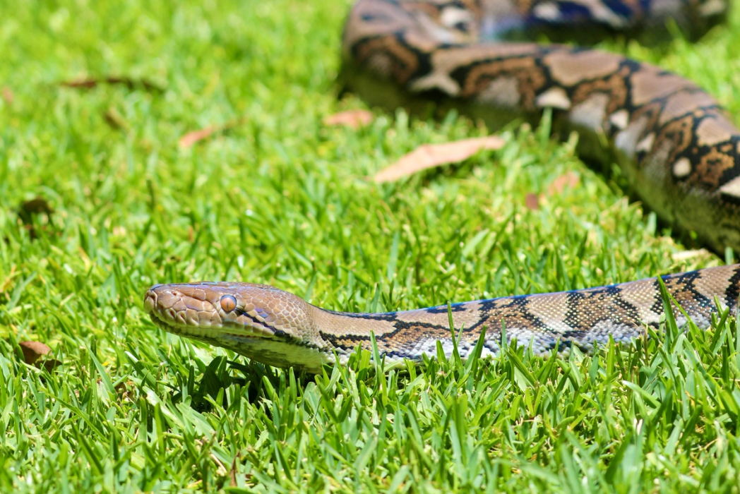 Reticulated Python