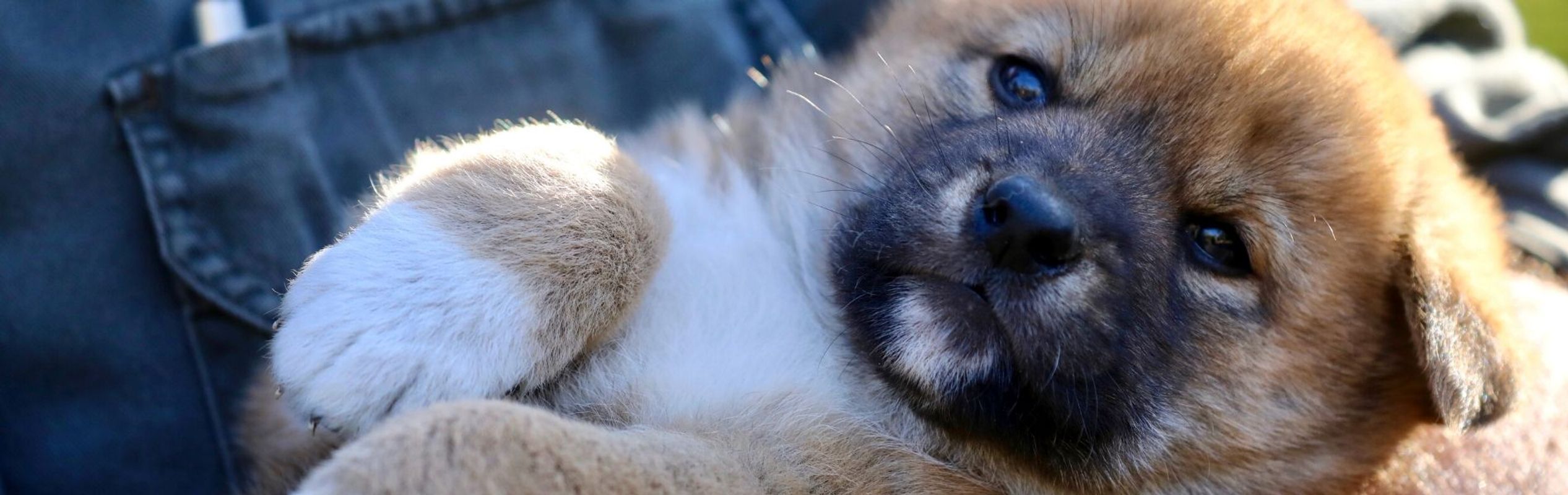 Australian Reptile Park Dingo