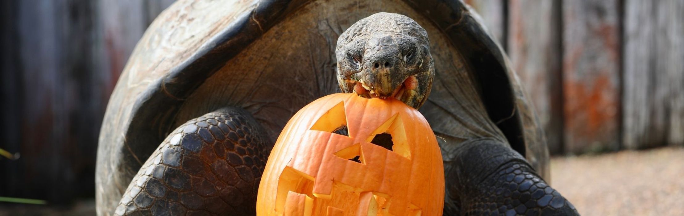 SPOOKY CUTIES! The Australian Reptile Park celebrates Halloween!