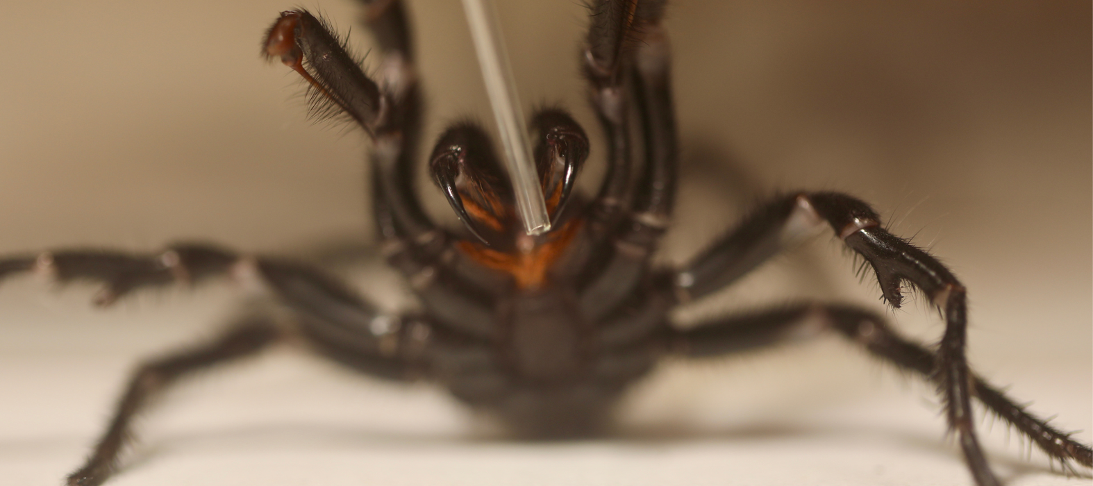 Funnel-web Spider Bite Survivor Meets Hero Zookeepers