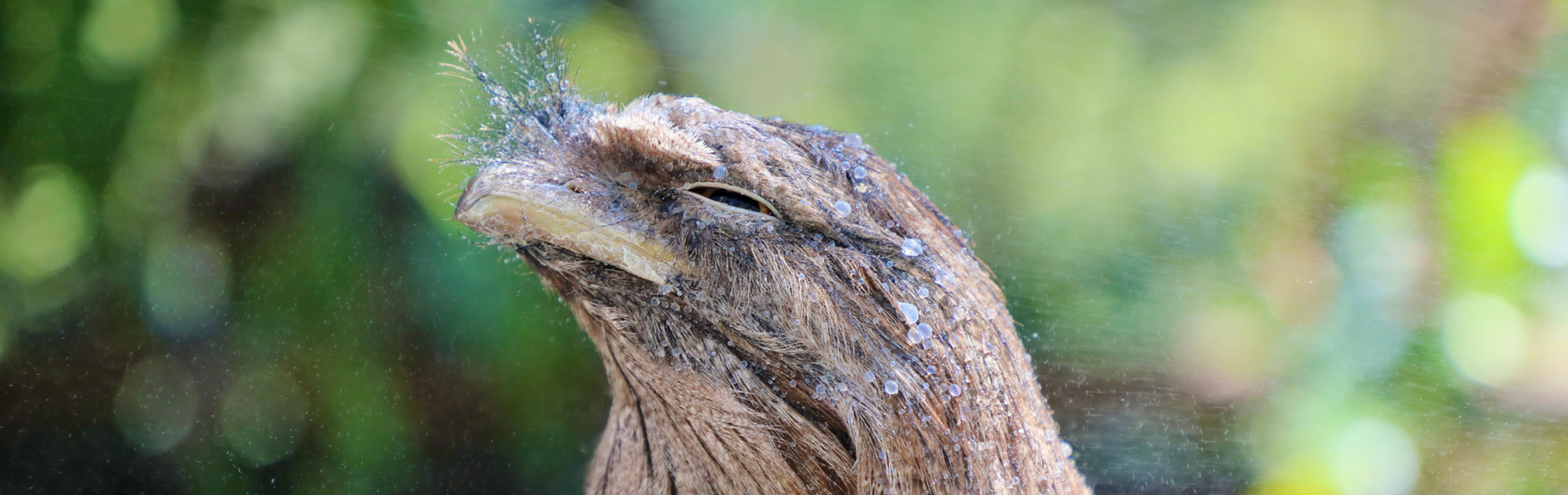 Animals Beat the Heat During Summer Scorcher