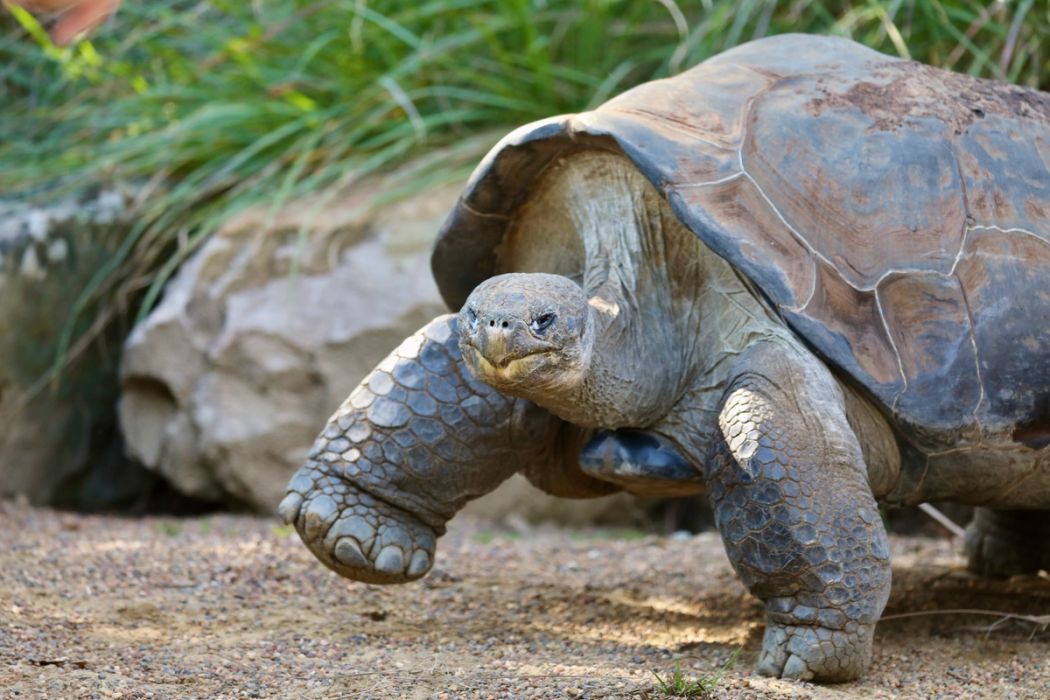 Hugo the Galapagos Tortoise