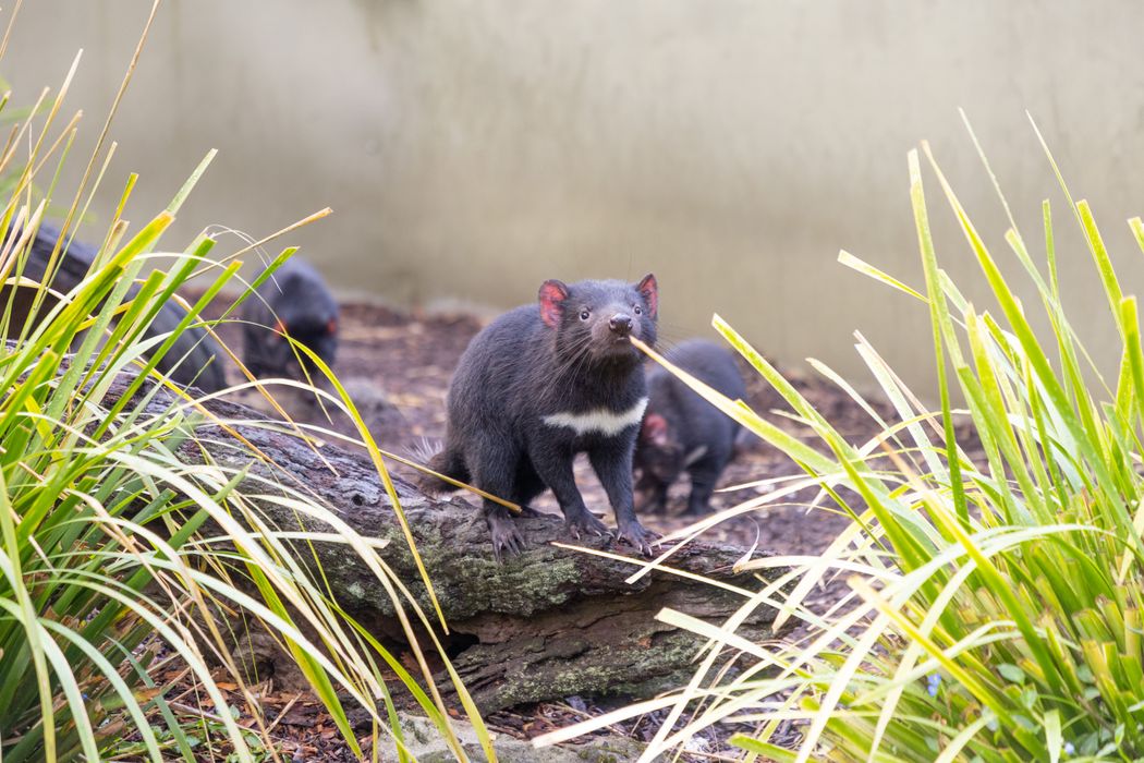 TASMANIAN DEVIL TRIO SHAGGY, SCOOBY & DAPHNE TURN 1!