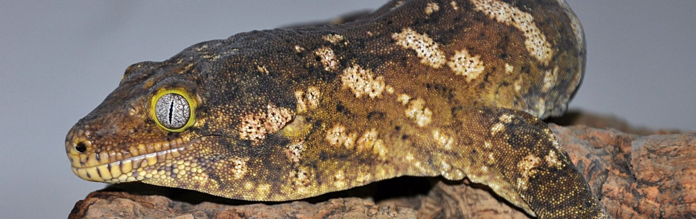 New Caledonian Giant Gecko