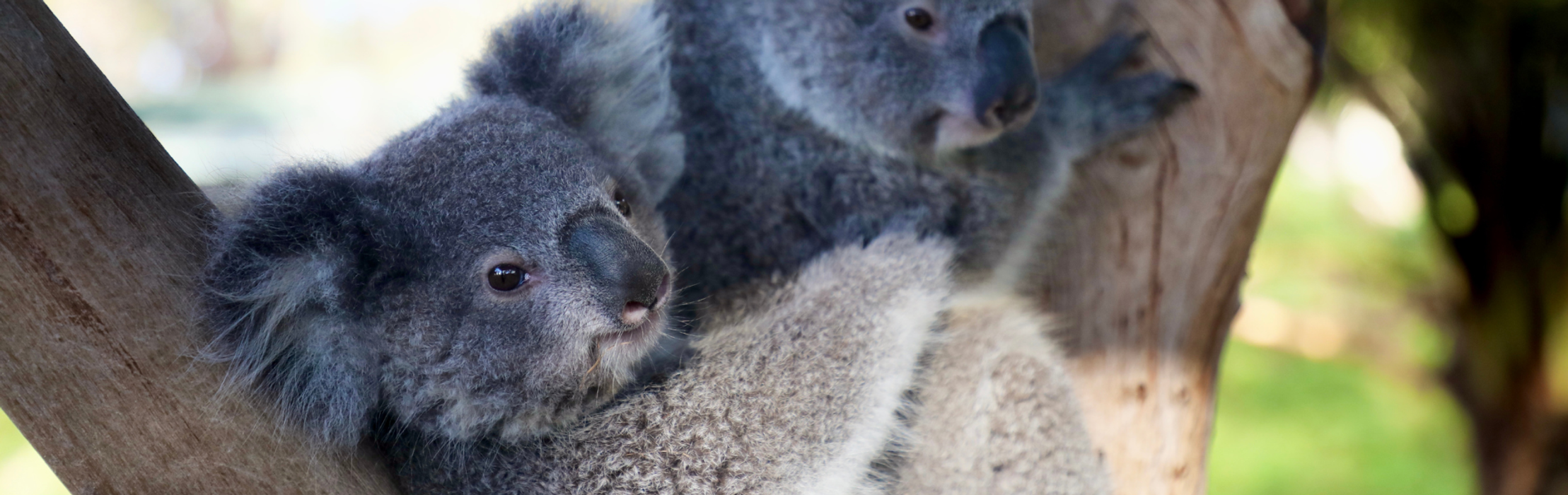 'Frozen' Superstar, 'Olaf' the Koala, Turns One