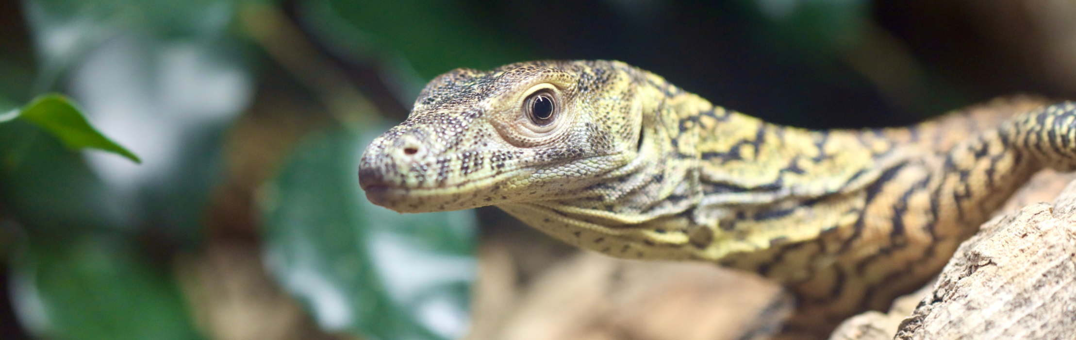 Our Baby Komodo Dragon Exhibit Has Finally Opened!