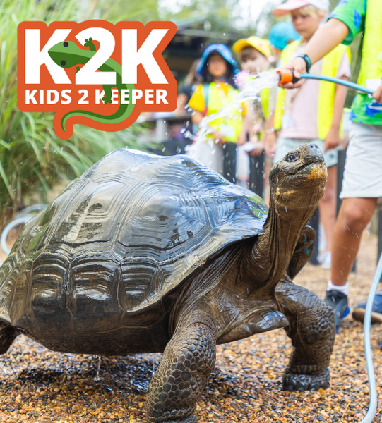 Children washing a Galapagos tortoise