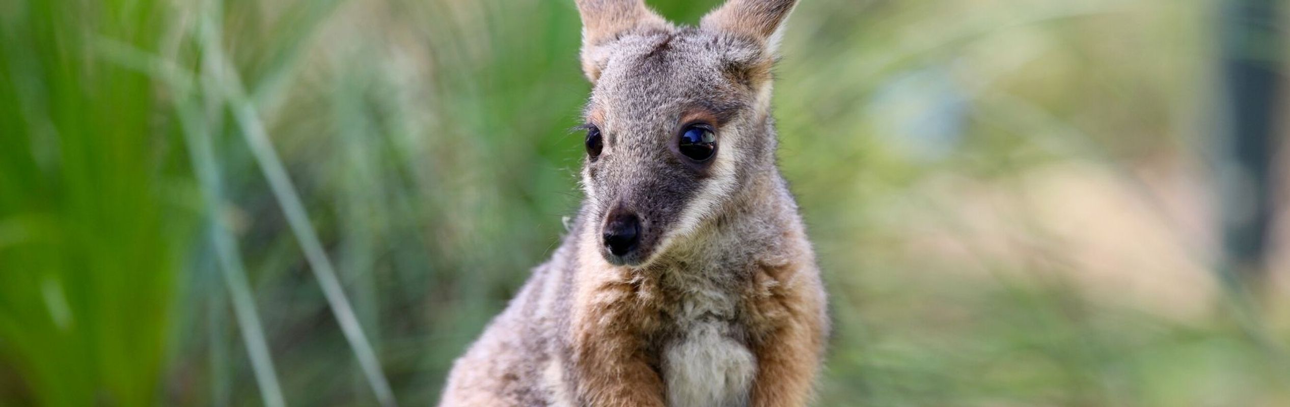 Australian Reptile Park Animal