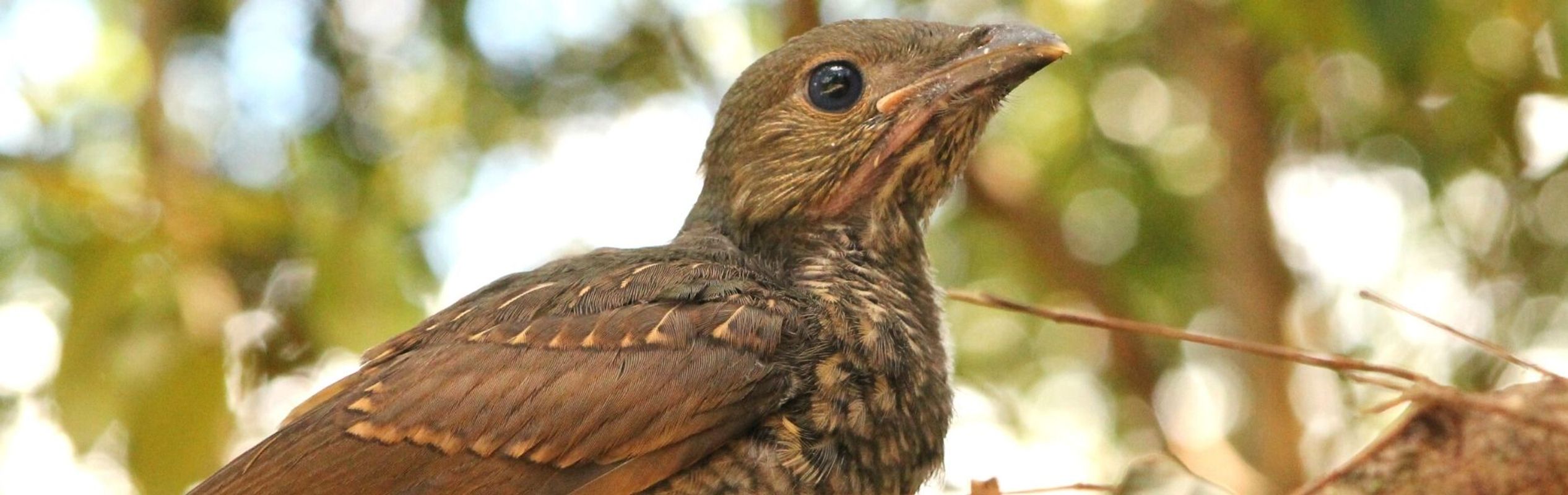 Australian Reptile Park Satin Bowerbird