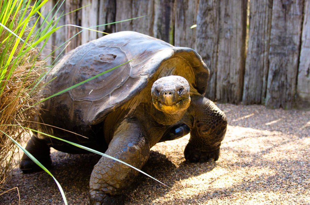 Galapagos Tortoise | Meet Hugo at the Australian Reptile Park