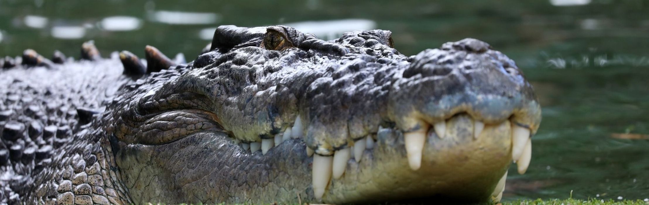 Elvis the crocodile celebrates 56th birthday with death rolls!