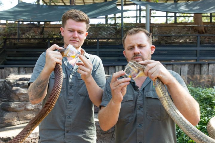 BATTLE OF THE KING COBRA & KING BROWN SNAKE