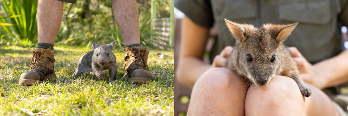 Spring Baby Boom Arrives at the Australian Reptile Park | Zoo News