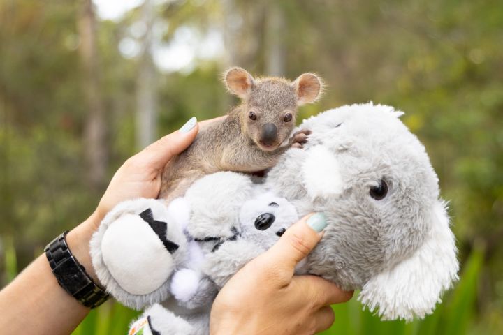 Koala Joey Helene at the Australian Reptile Park