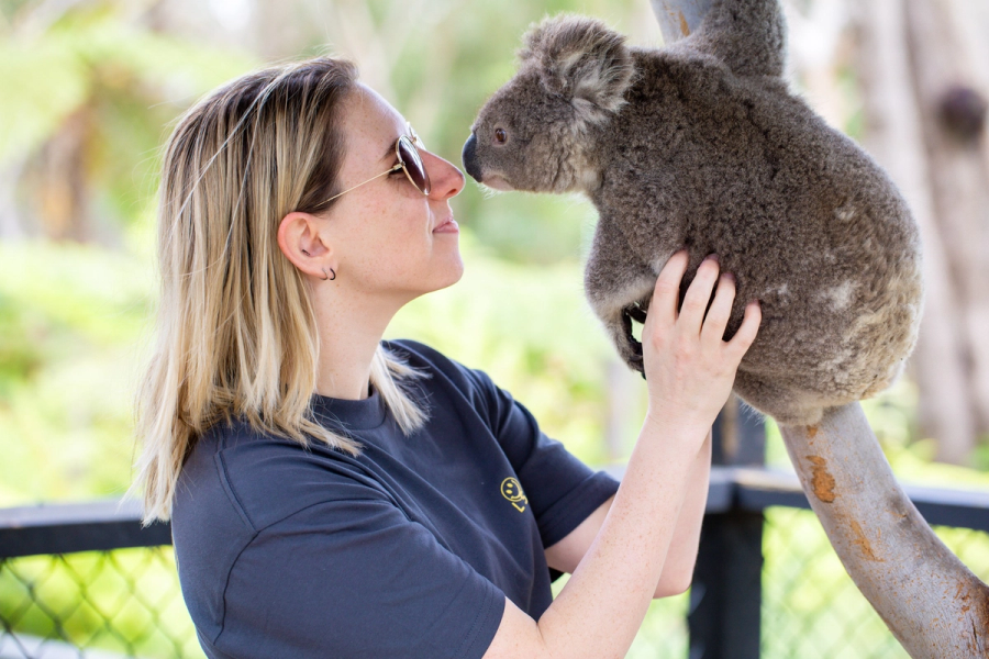 Animal Encounter Koala