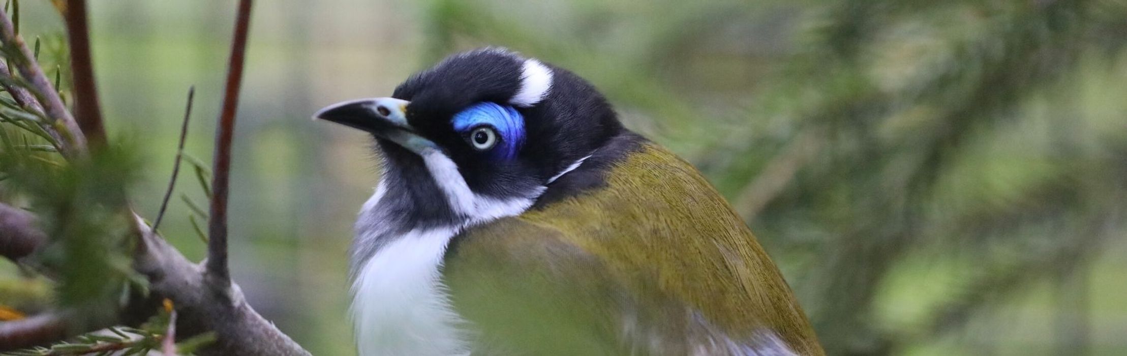 Blue-Faced Honeyeater