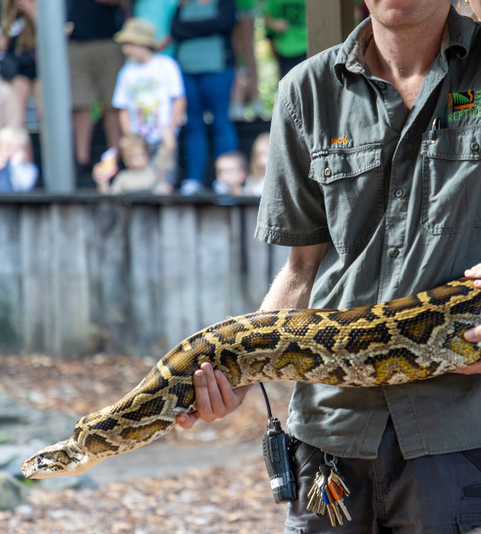 Free reptile show