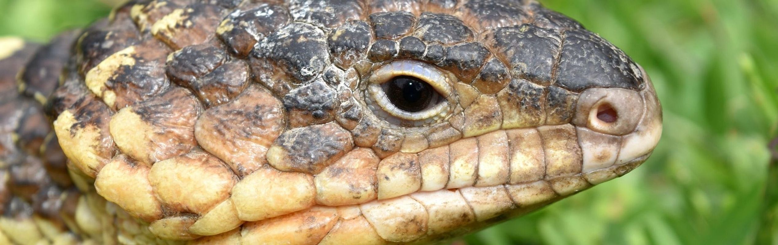 Australian Reptile Park Shingleback Lizard